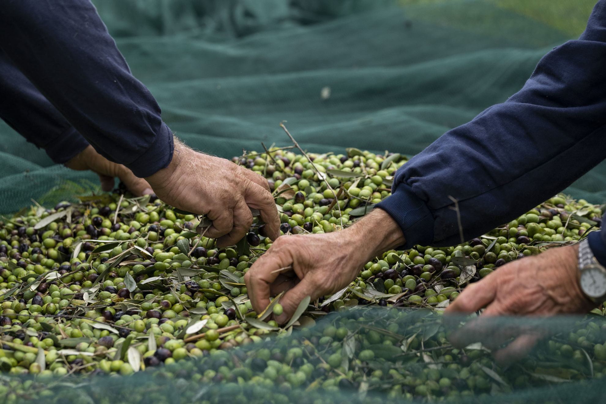 Olive Harvest: Complete Guide