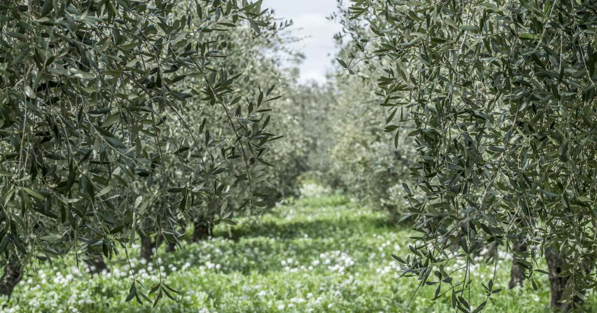 Pruning an olive tree