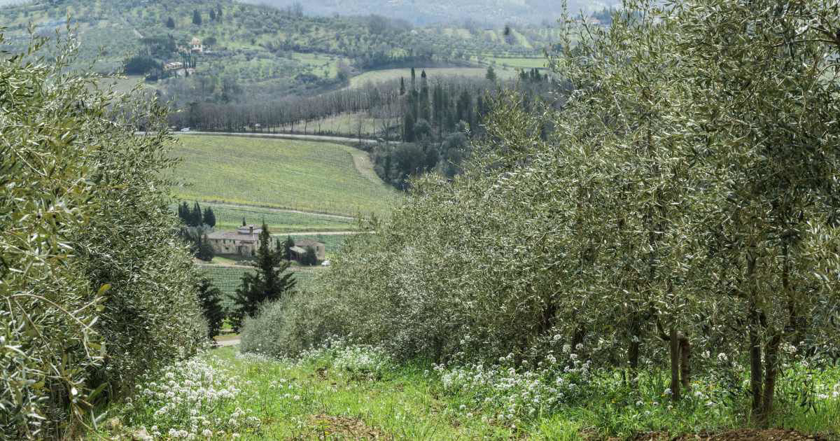 What is olive pomace oil and what are its uses?