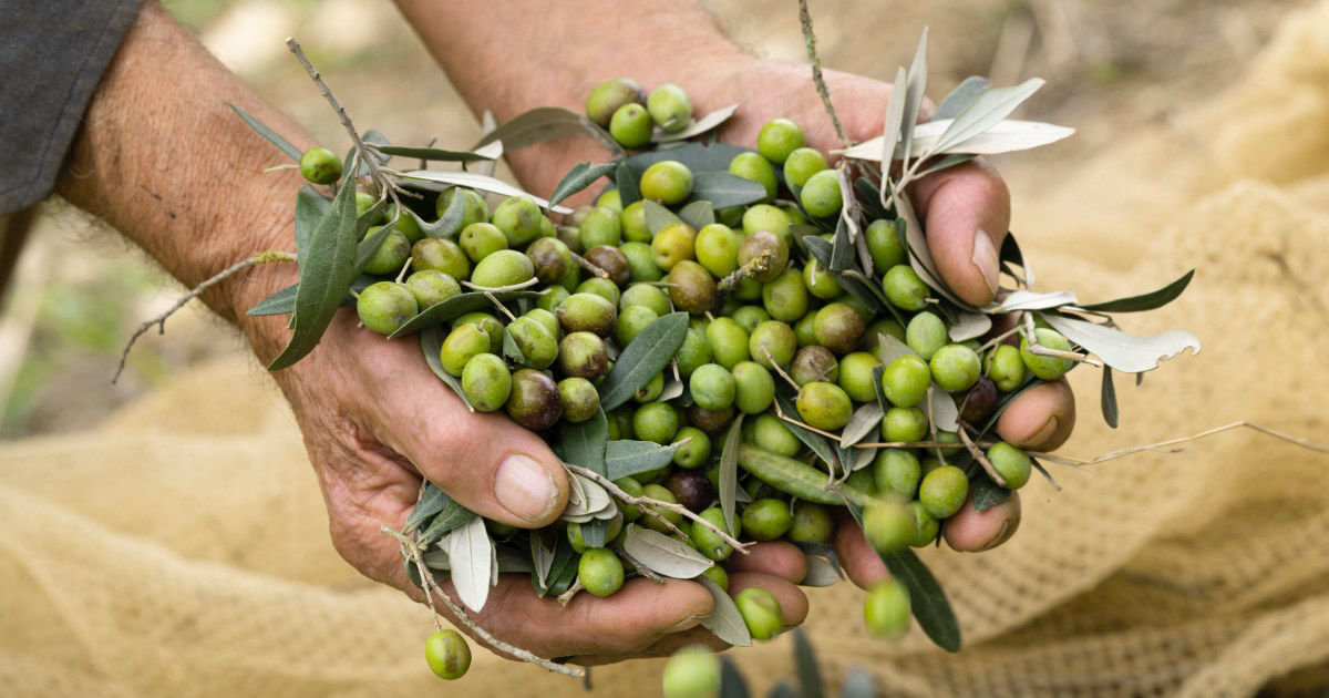 Decanting olive oil: what it is and what it is for