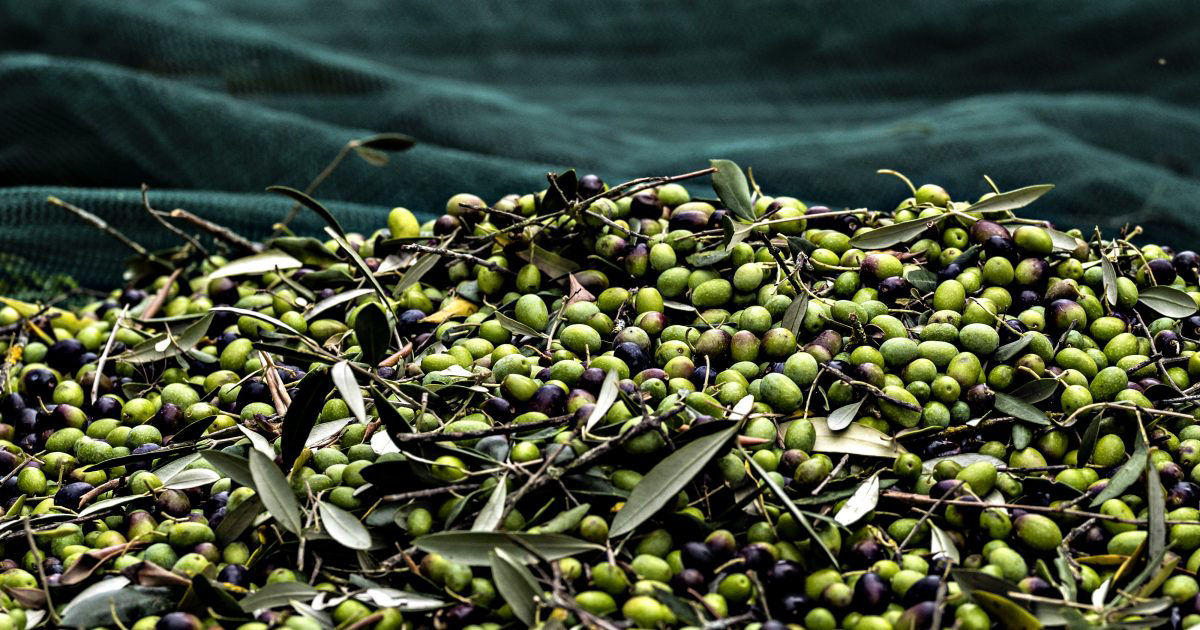 Molitura delle olive