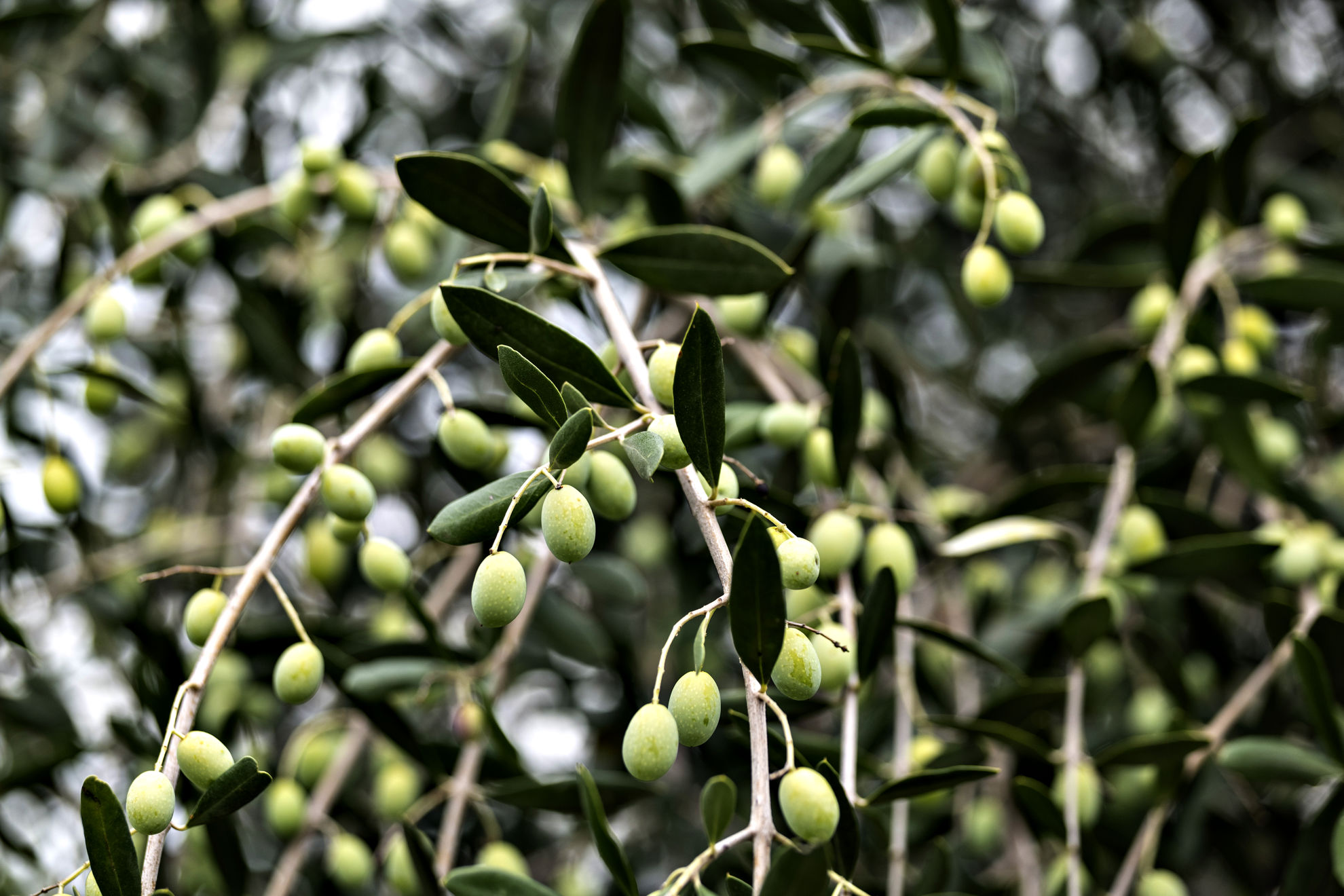 History of Olive Oil: From Ancient Origins to Present Day