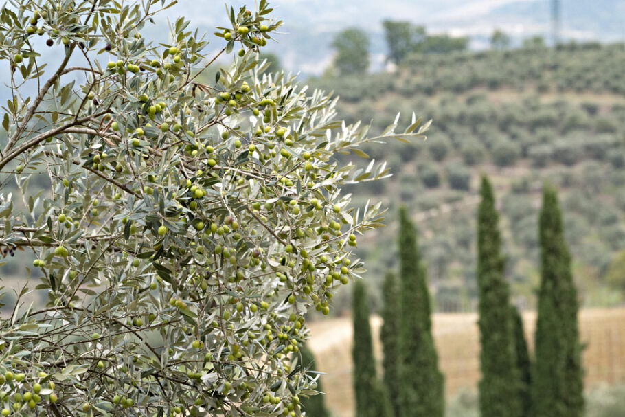 Invaiatura delle olive: di che si tratta e perché avviene