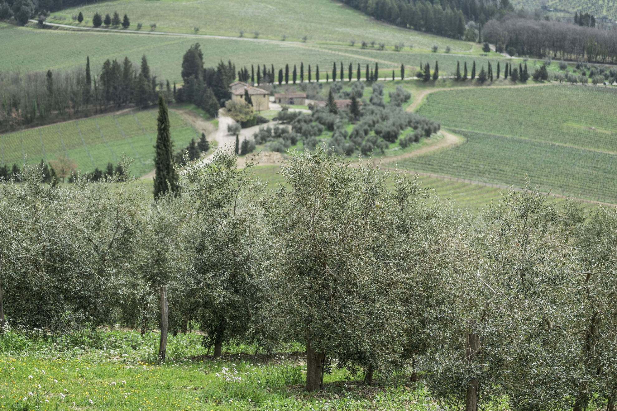 Olive oil tasting in Tuscany - Visit the olive groves and facilities