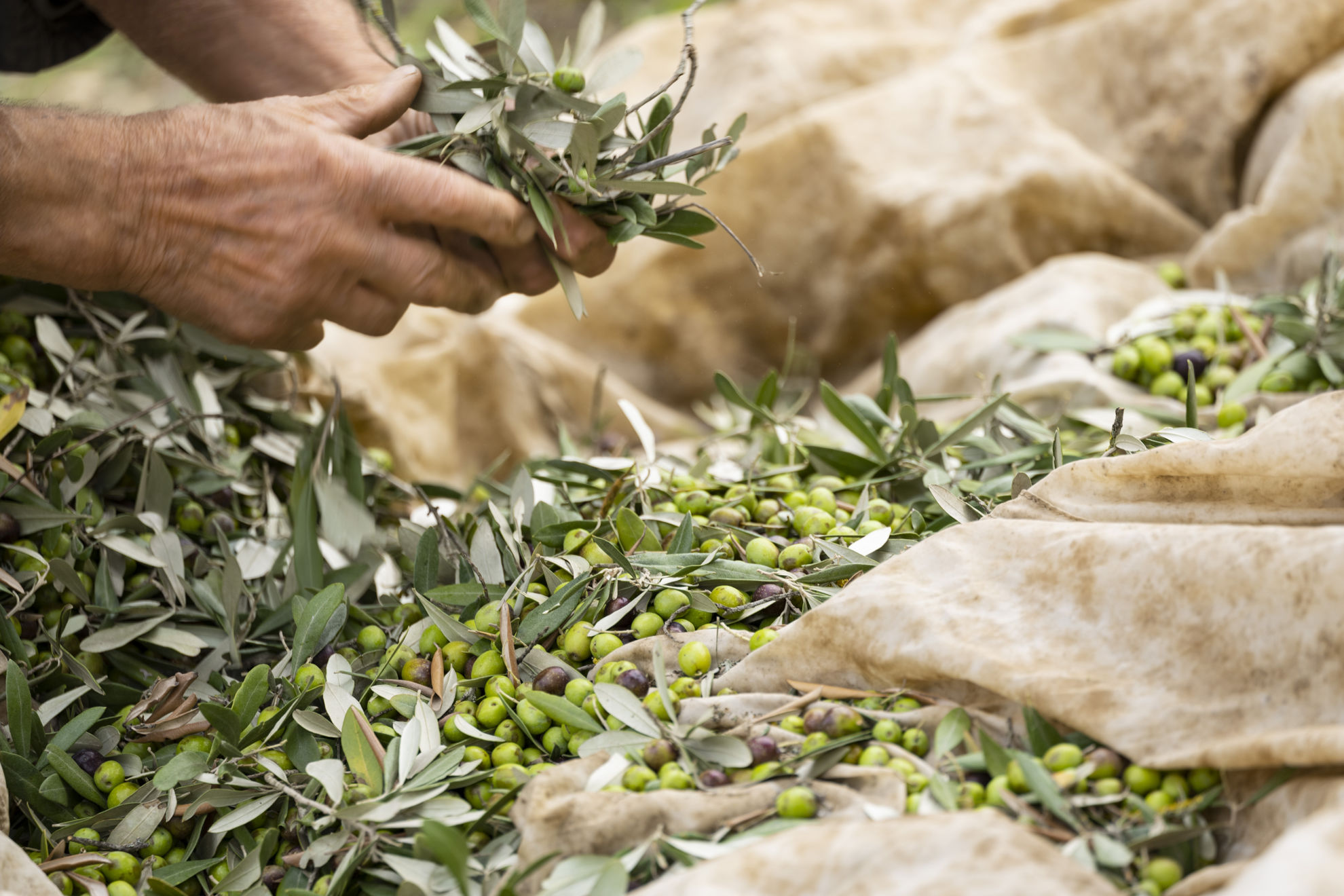 Guida all'Arte della Coltivazione delle Olive