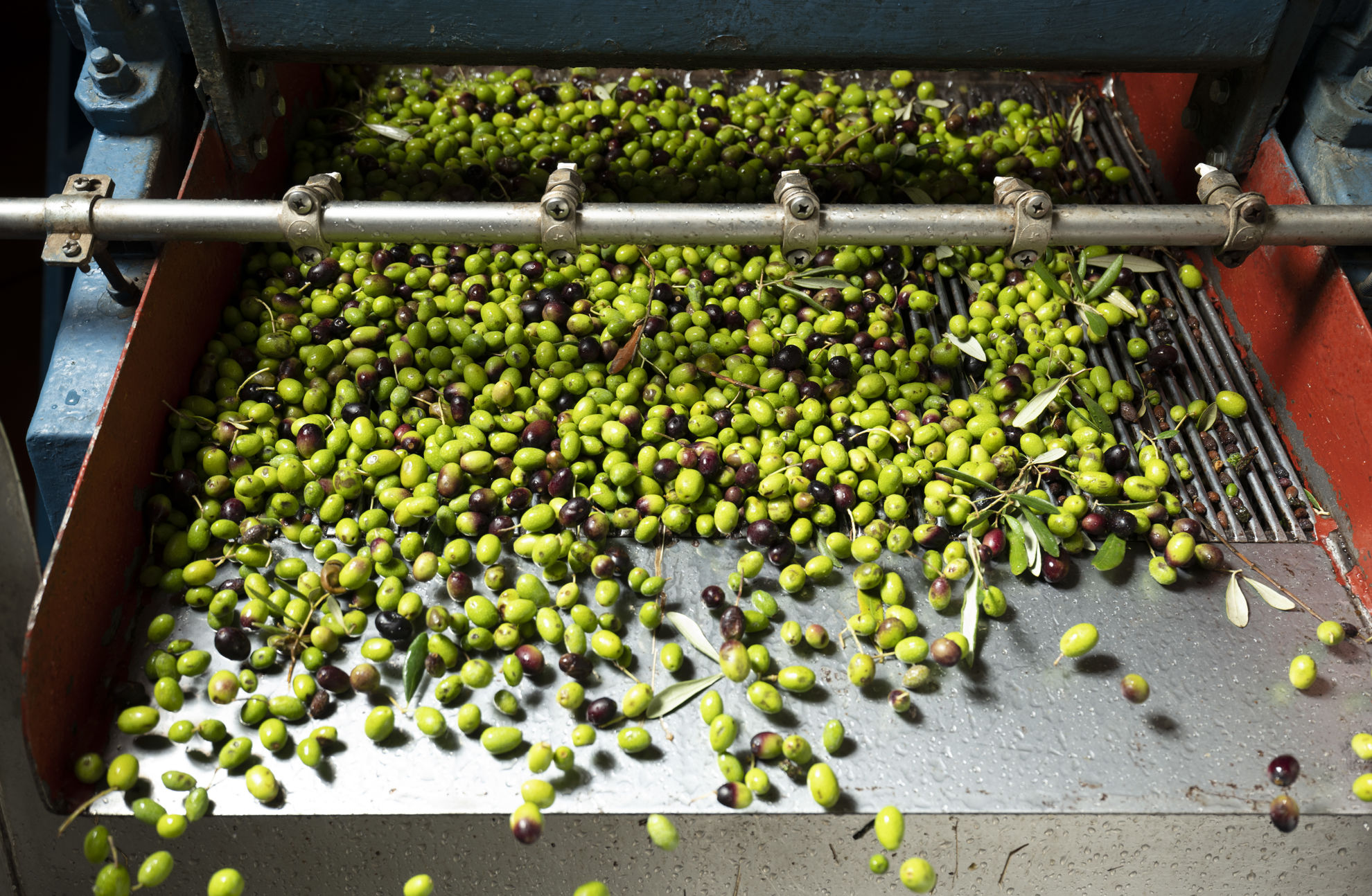 Olive Cultivars for Oil in the World of Extra Virgin Olive Oil